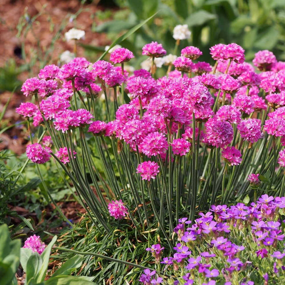 Gazon d'Espagne rose