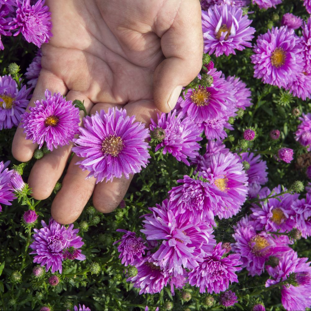 Aster d'automne 'Rose d'Anjou' - Aster Novi-Belgii