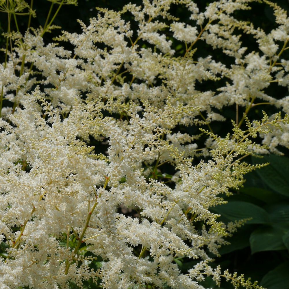 Astilbe du japon blanche