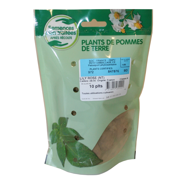 10 plants de pommes de terre lilirose calibre 28 à 35