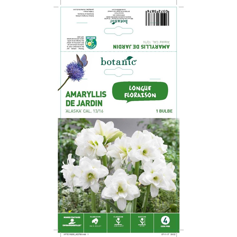 Amaryllis alasca orange 1 bulbe de calibre 13 à 16 – 4 m