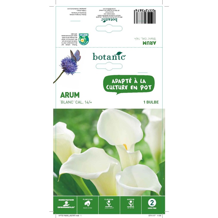 Arum blanc 1 bulbe de calibre 14 – 2 m