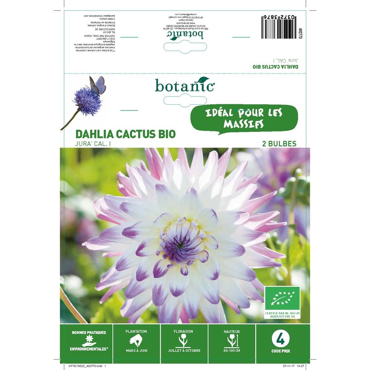 Dahlia cactus jura bio 2 bulbes de calibre 1 – 4 m