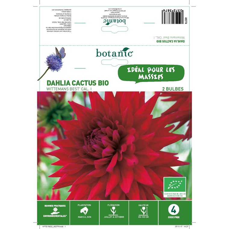 Dahlia cactus wittemas bio 2 bulbes de calibre 1 – 4 m
