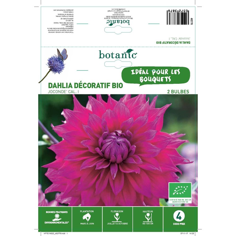 Dahlia décoratif joconde bio 2 bulbes de calibre 1 – 4 m