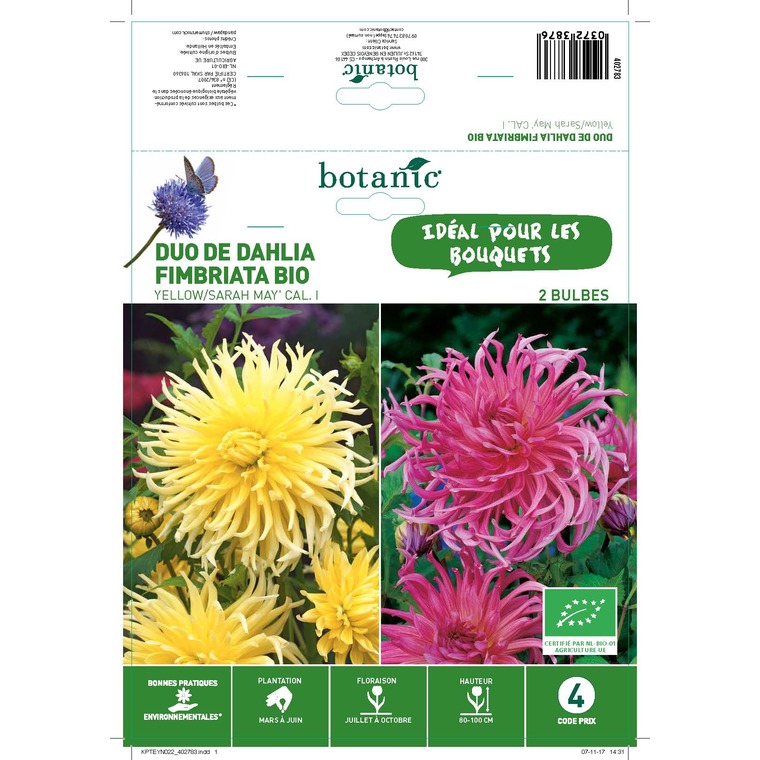 Duo dahlia yellow et sarah may bio 2 bulbes de calibre 1 – 4 m