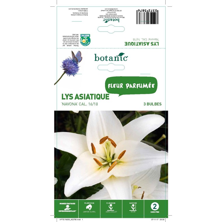 Lys asiatique blanc 3 bulbes de calibre 16 à 18 – 2 m