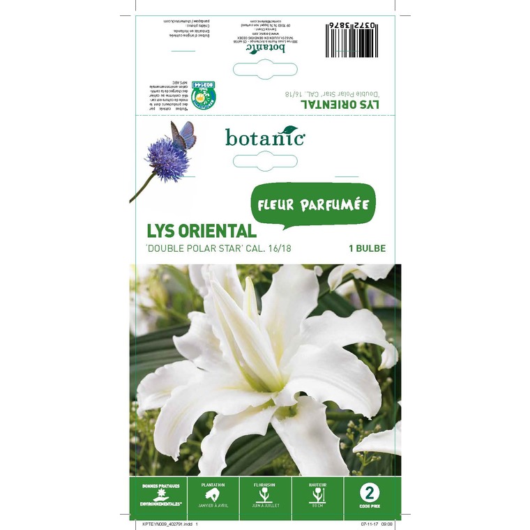 Lys oriental blanc 1 bulbe de calibre 16 à 18 – 2 m