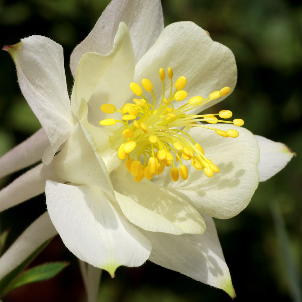 Ancolie blanche