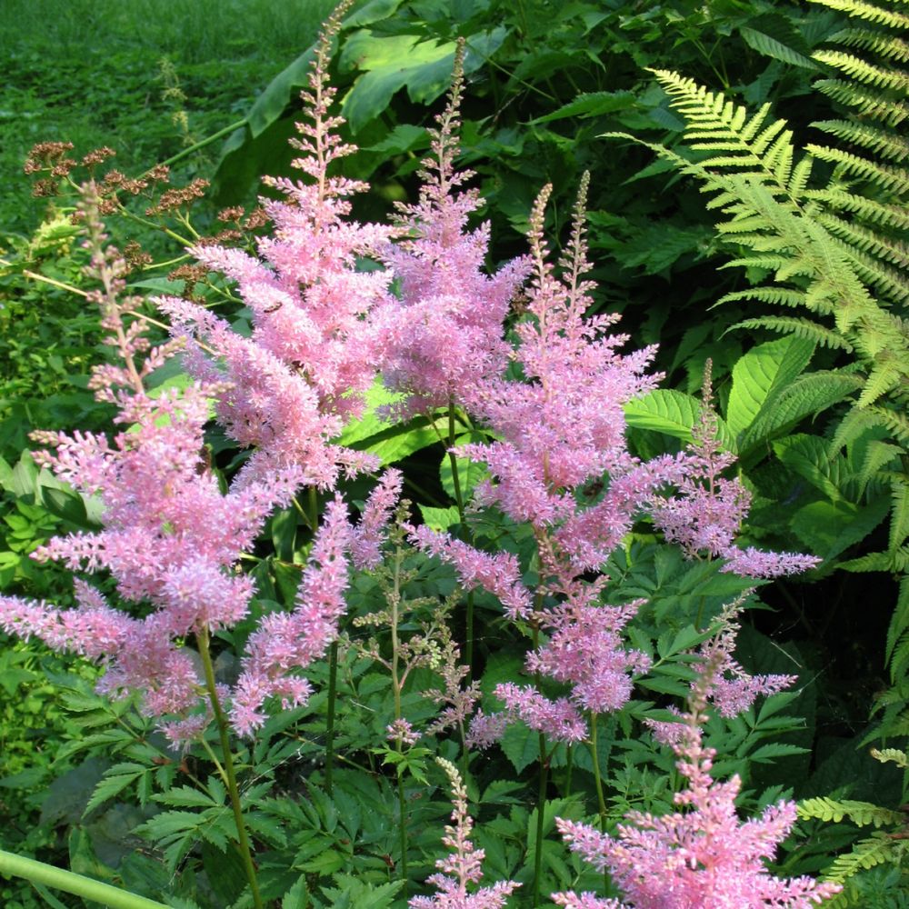 Astilbe rose