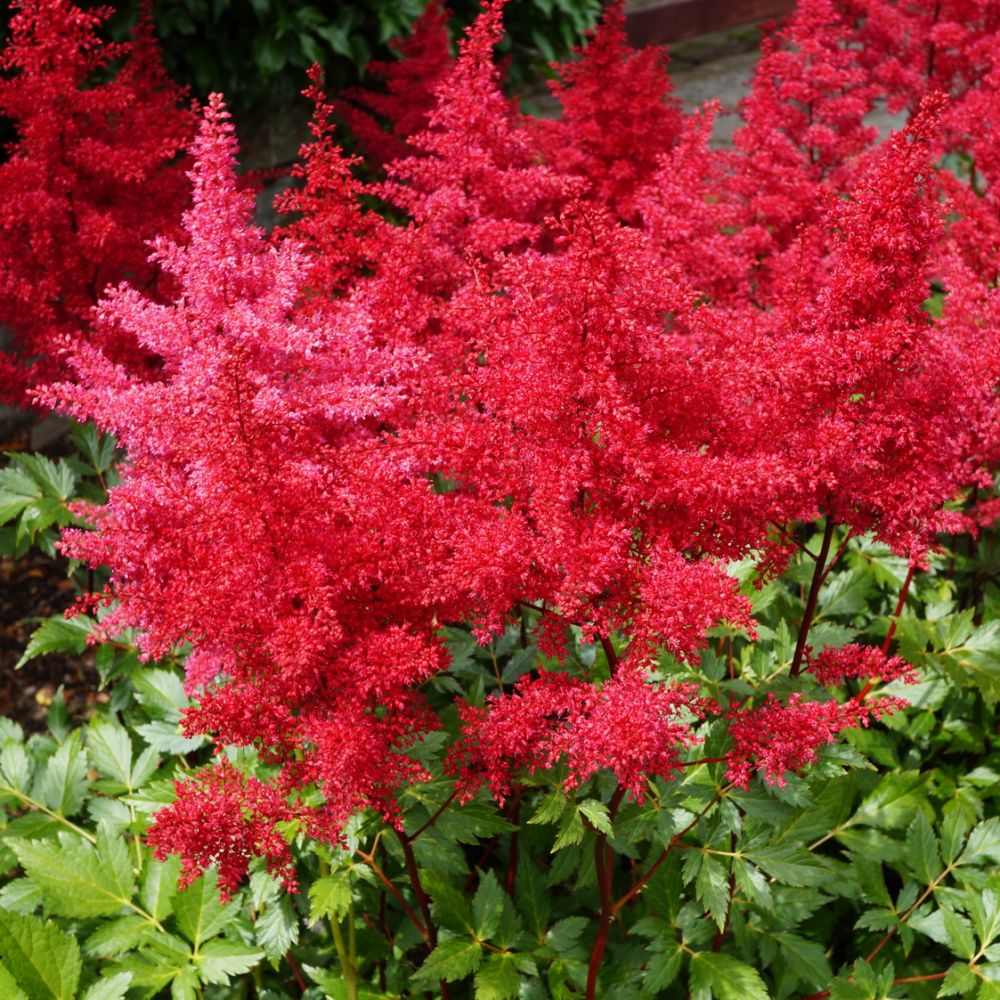 Astilbe rouge