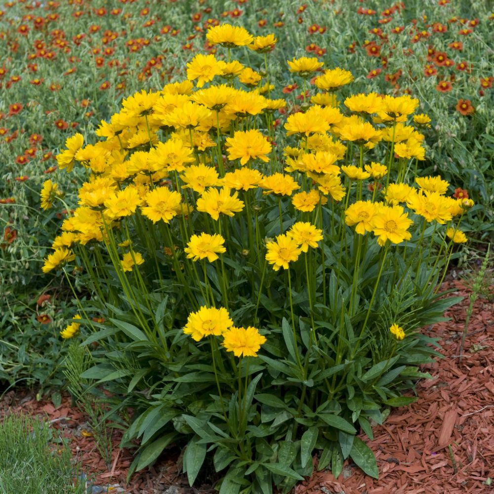 Coreopsis lanceole nain jaune vif