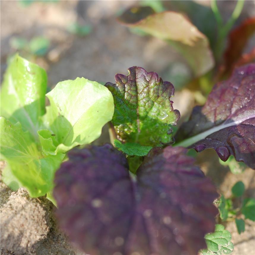 Mesclun oriental présemé AB