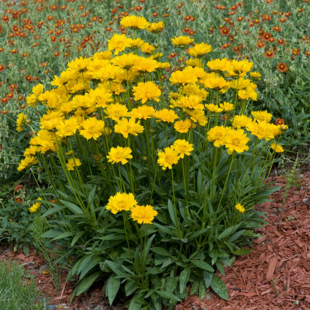 Coréopsis jaune vif Sonnenkind