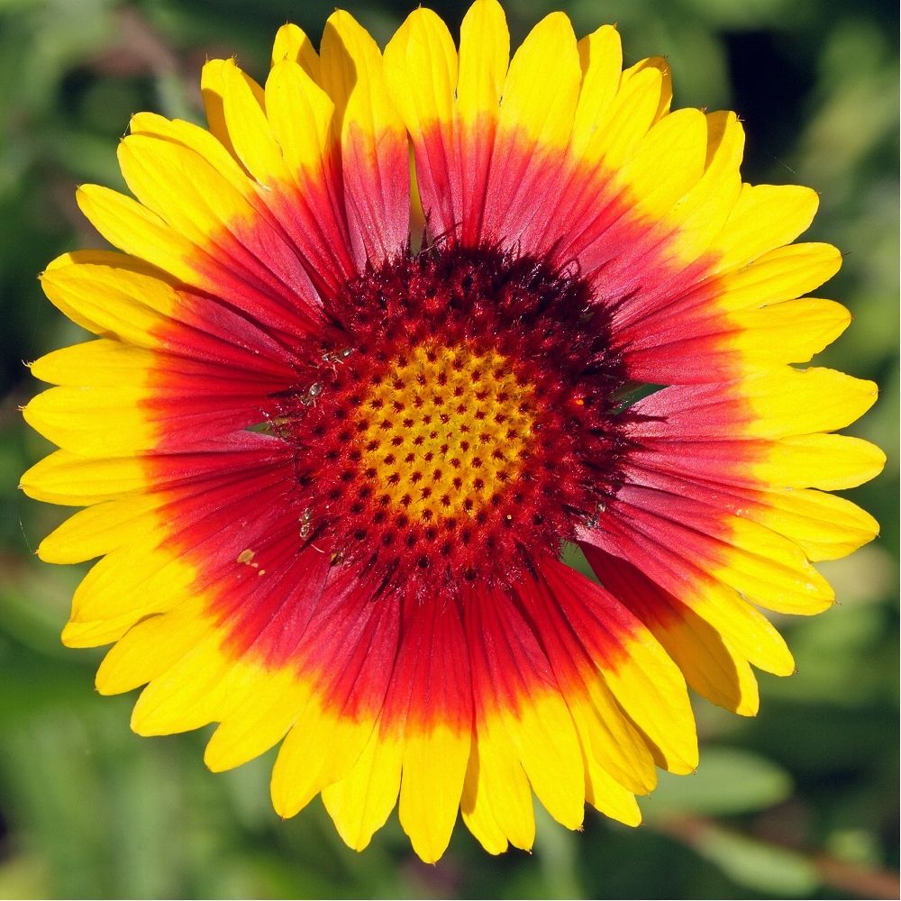 Gaillarde naine rouge bordée de jaune