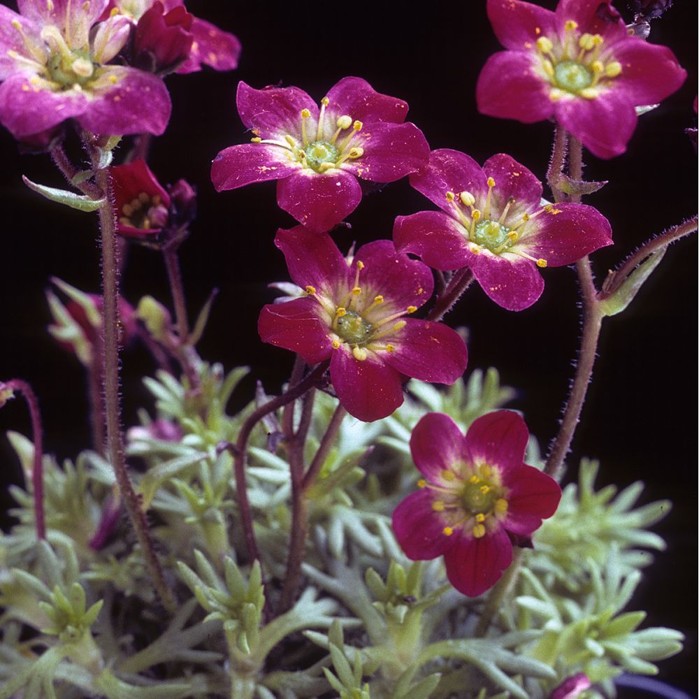 Saxifrage rose