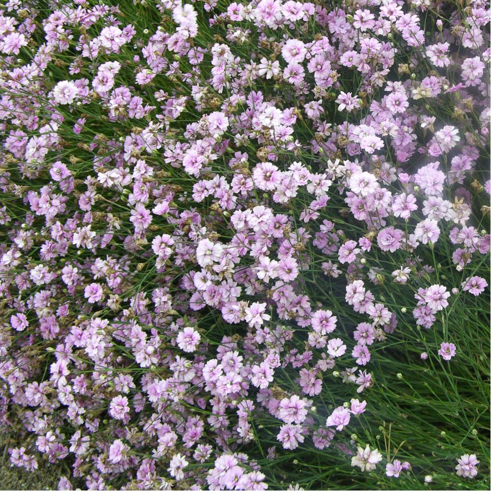 Oeillet des rochers rose - Tunica saxifraga