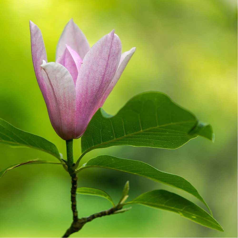 Magnolia Heaven scent