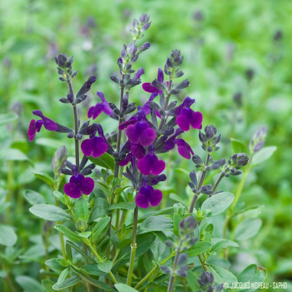 Sauge 'Violette de Loire'