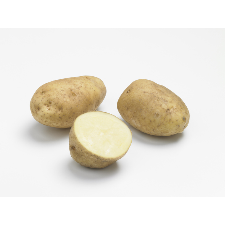 Pommes de terre Bintje calibre 28/35, 100 plants