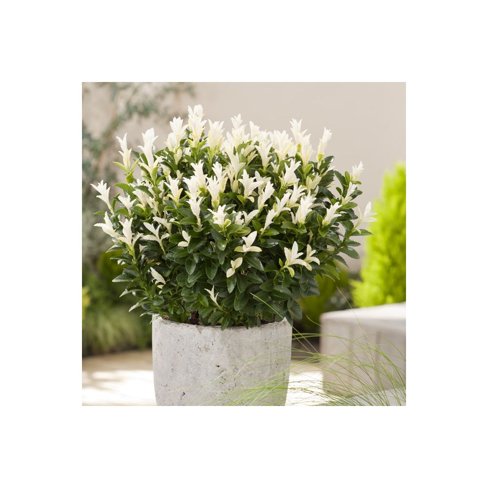 Fusain du japon Paloma Blanca