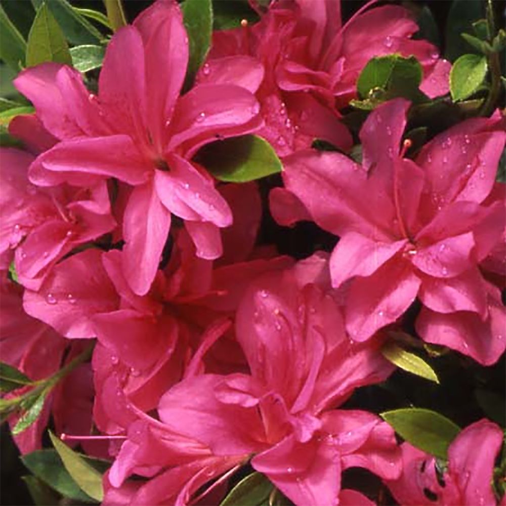 Azalée japonaise 'Rosa King'