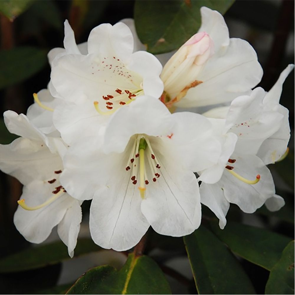Rhododendron 'Sir Charles Lemon'