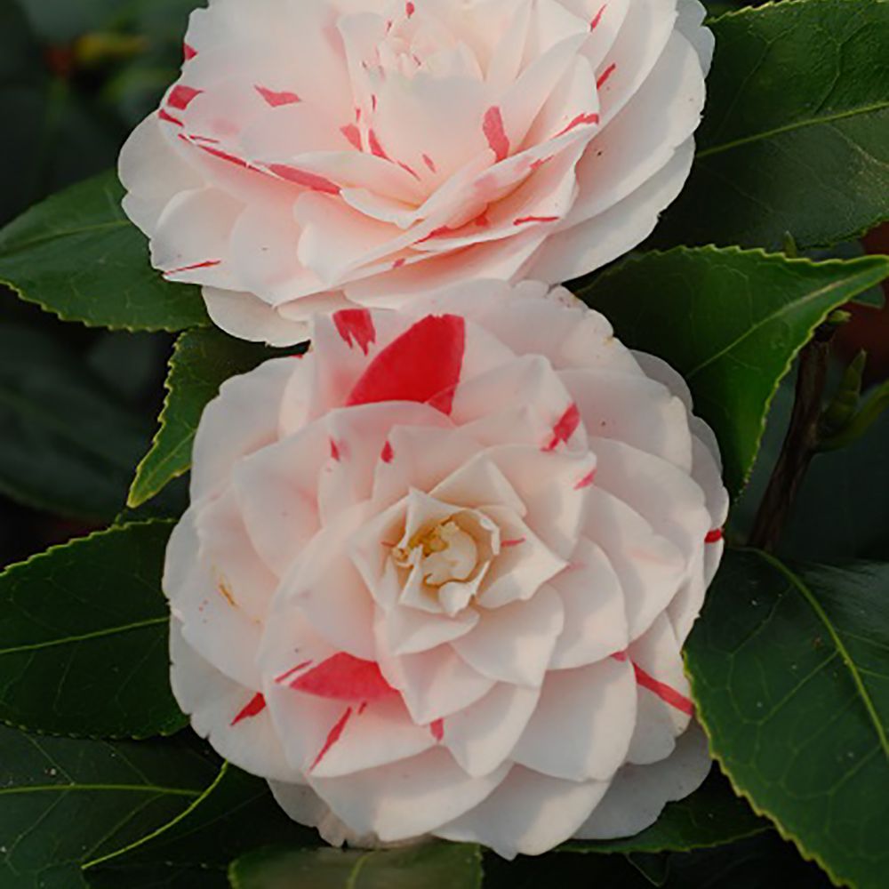 Camélia 'Stacy Susan'