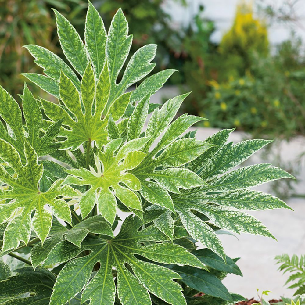 Fatsia japonica panaché 'Spider's Web'