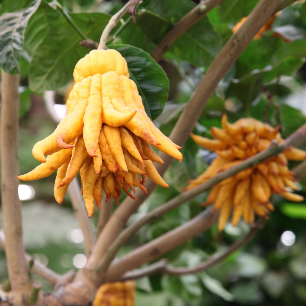 Cédratier 'Main de Bouddha'