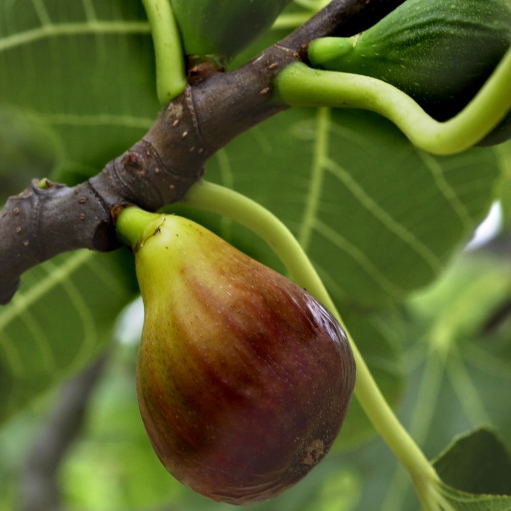 Figuier 'Madeleine des 2 saisons'