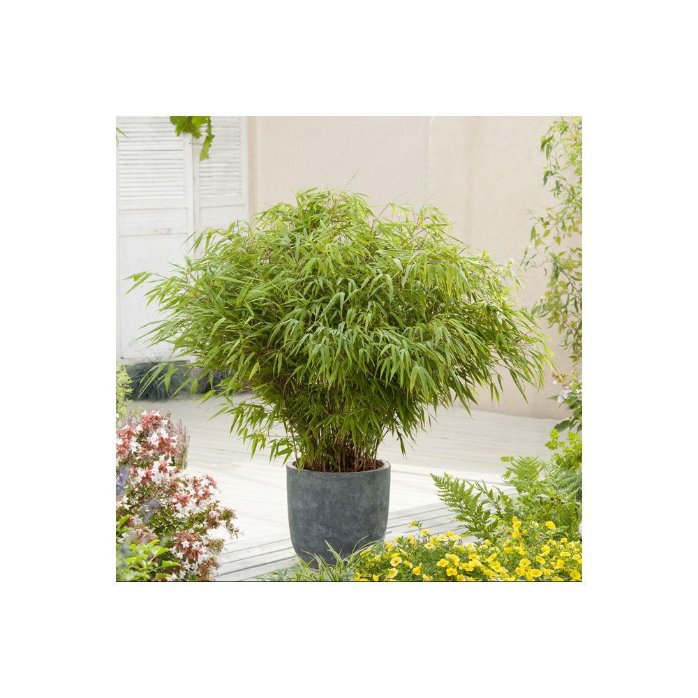 Petit bambou : Fargesia  rufa