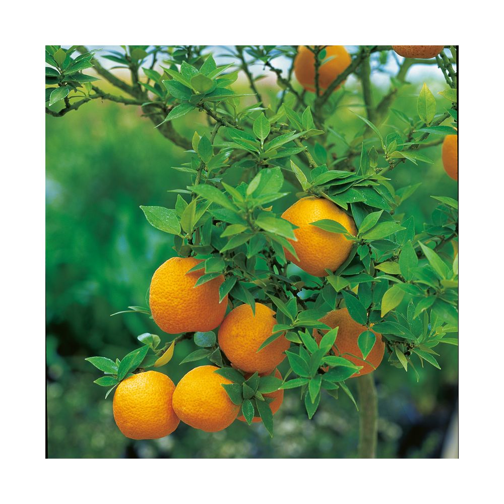 Mandarinier  chinois
