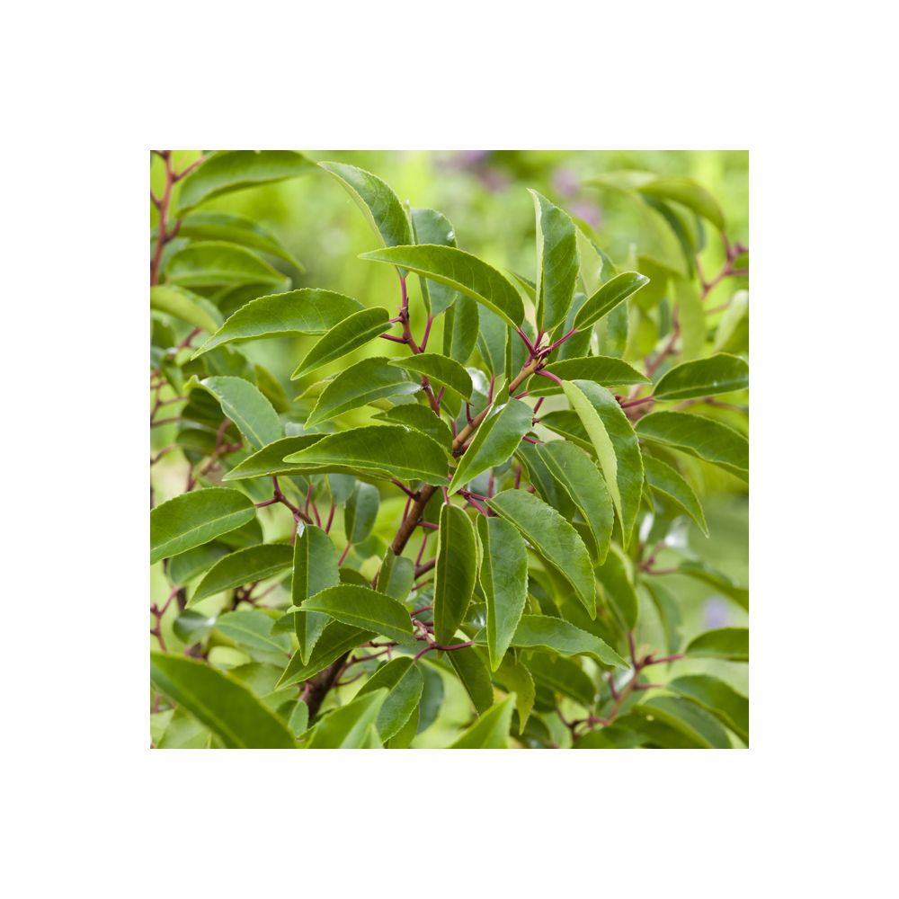 Laurier du Portugal 'Angustifolia'