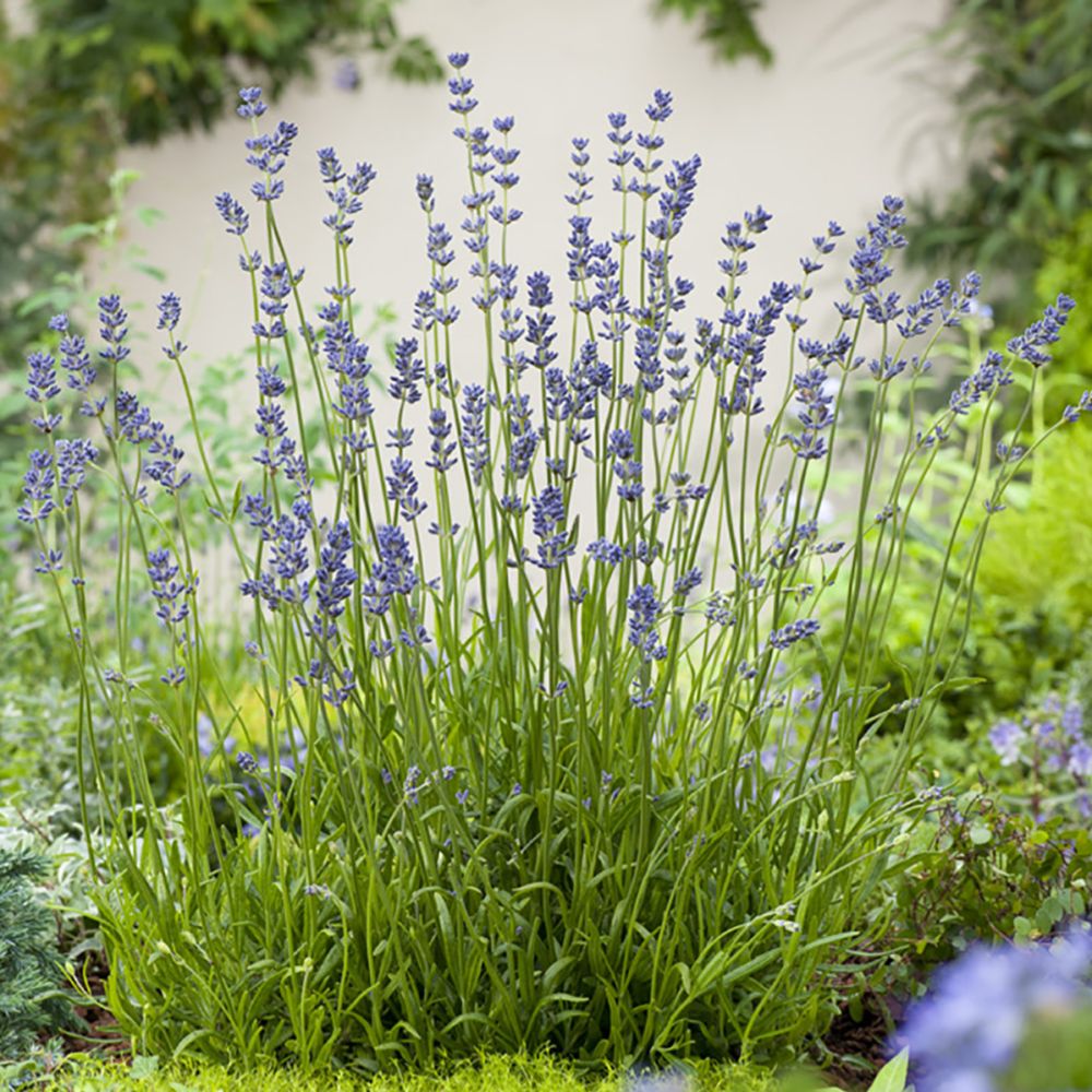 Lavande officinale 'Dwarf blue' - Lavande vraie