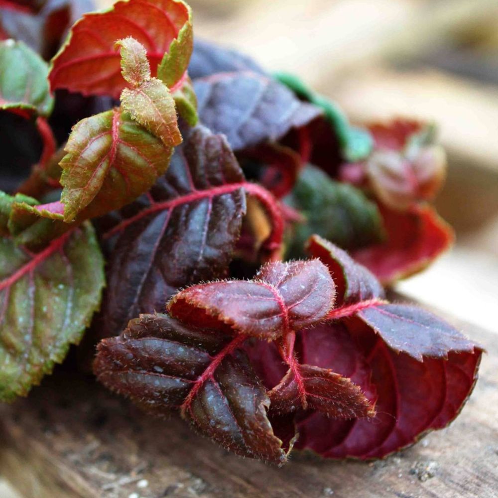 Hortensia grimpant Winter surprise