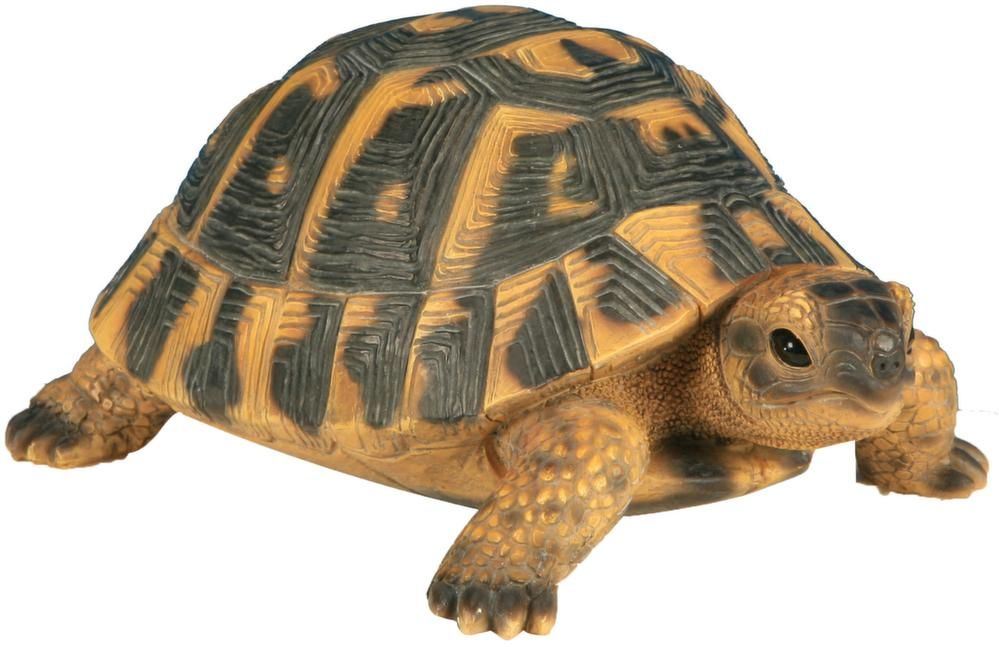 Tortue hermann en résine Petit modèle