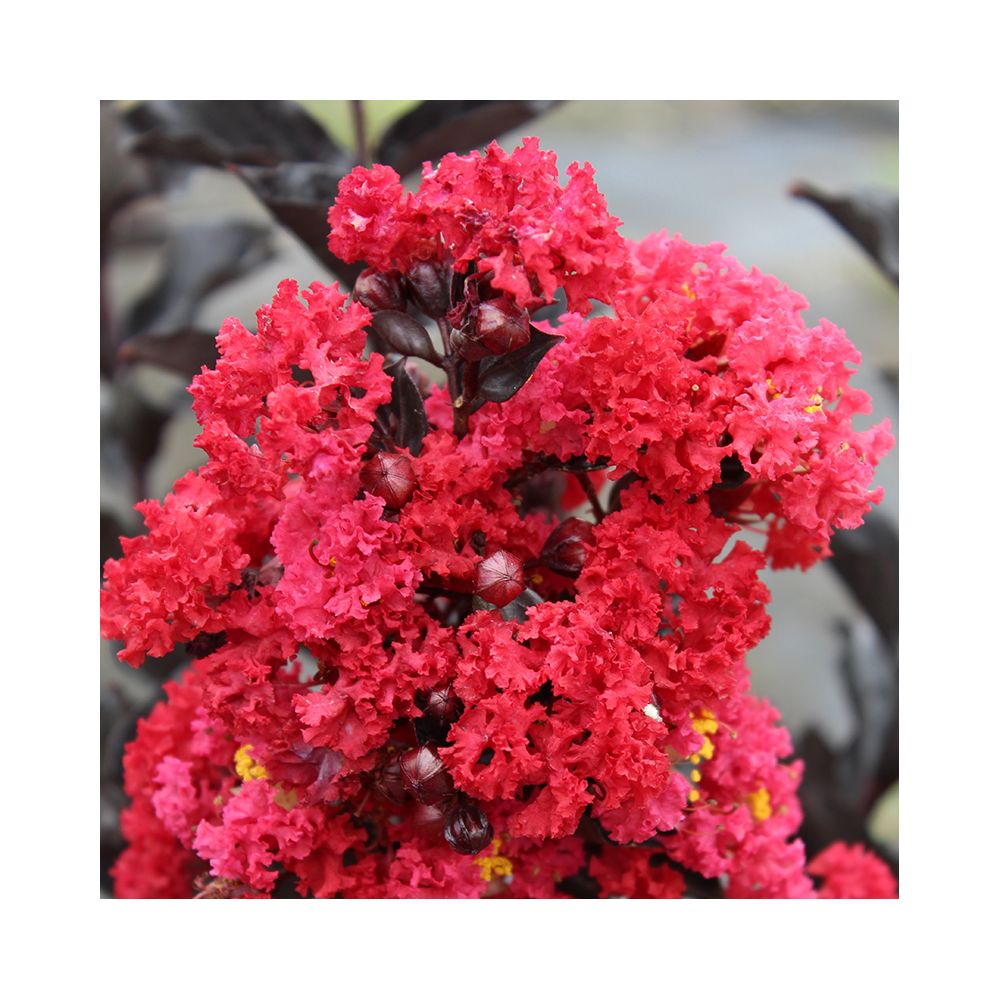 Lilas des Indes Black Solitaire® Crimson Red