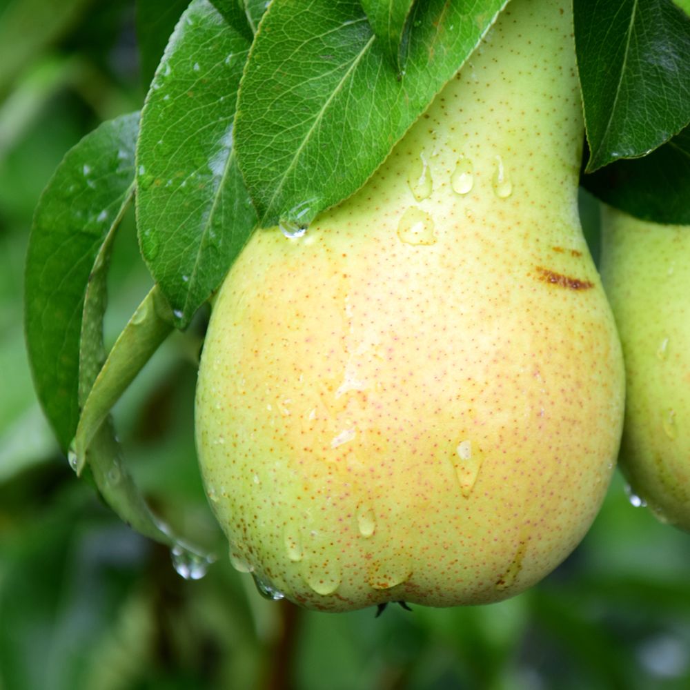Poirier de balcon Pear Me -  William Bon Chrétien Fruit Me®