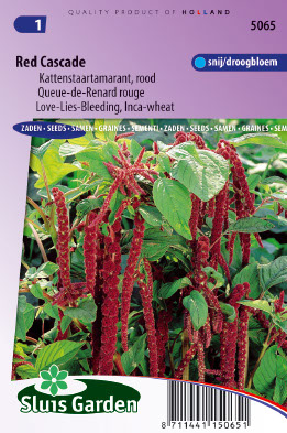 Queue de Renard rouge - Amaranthus
