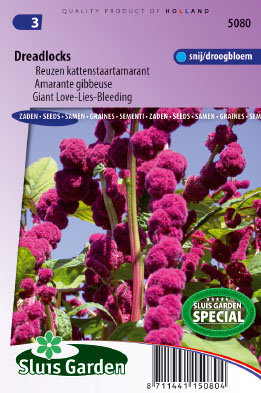 Queue de Renard, Amarante gibbeuse Dreadlocks - Amaranthus