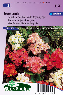 Begonia toujours fleuri, nain en mÃ©lange