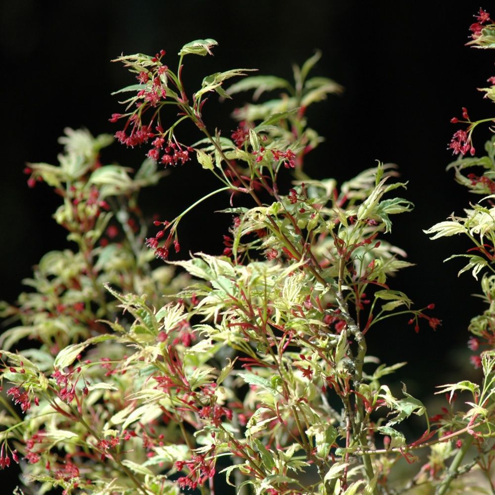 Erable du Japon 'Butterfly'