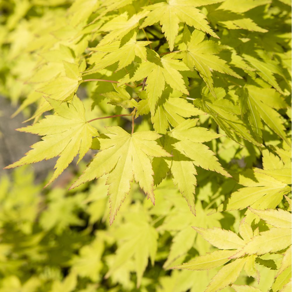 Erable du Japon 'Ueno Yama'