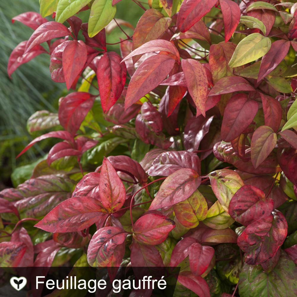 Bambou sacré - Nandina Fire Power