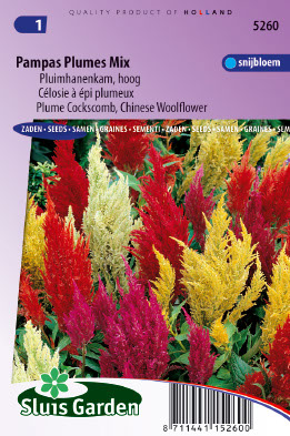CÃ©losie Ã  Ã©pi plumeux Pampas Plume Mix