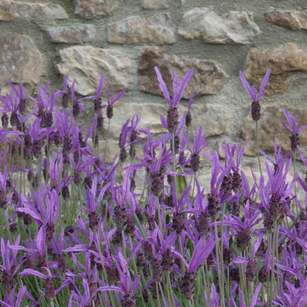 Lavande papillon - Lavande stoechas mauve