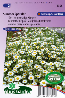 ChrysanthÃ¨me Summer Sparkler (LeucanthÃ¨me pÃ¢le)
