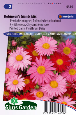 ChrysanthÃ¨me rose, PyrÃ¨thre Robinson's Giants Mix