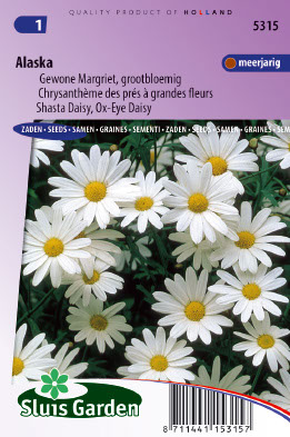 ChrysanthÃ¨me des prÃ©s Ã  grande flleurs Alaska
